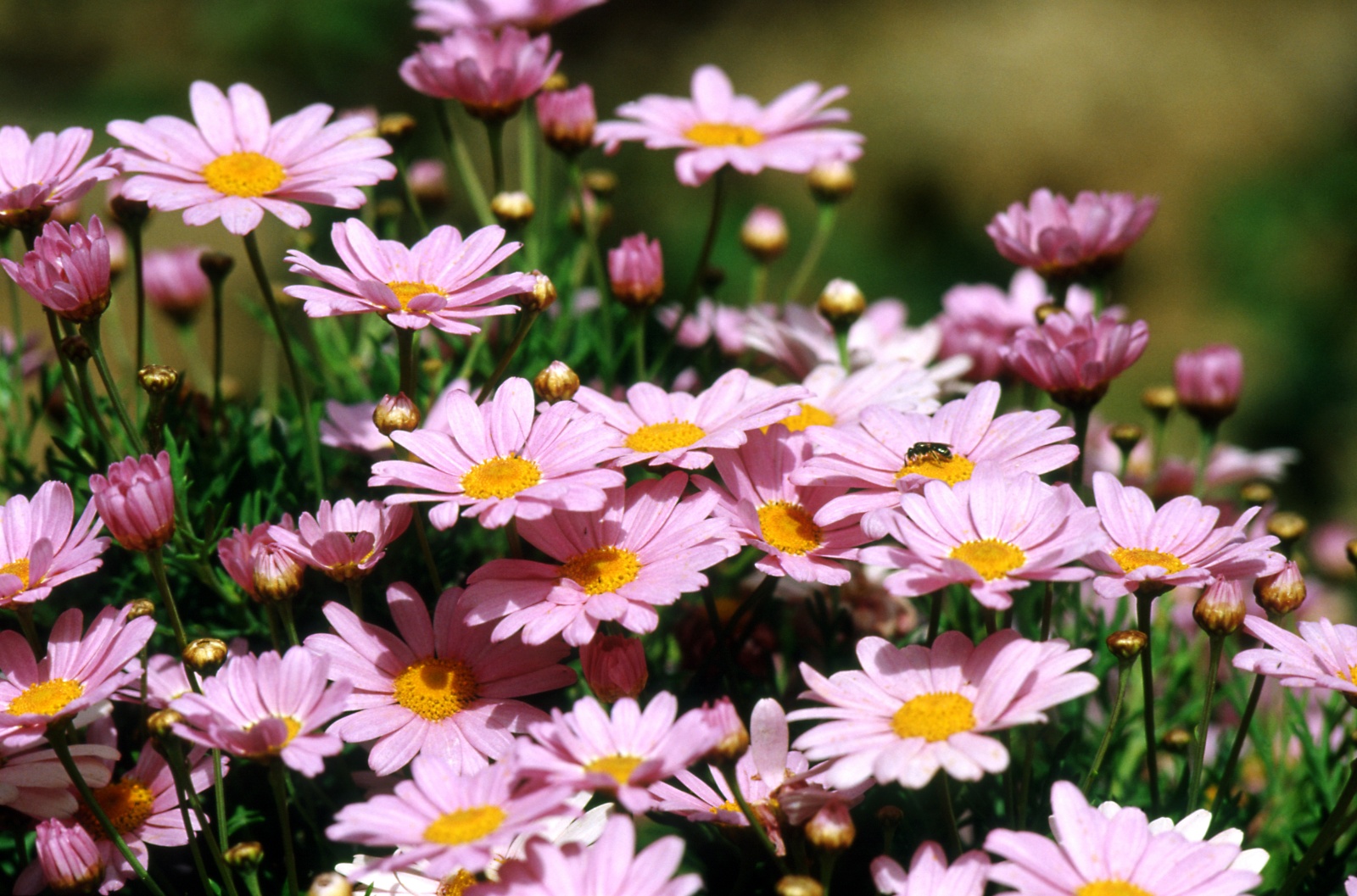 Pink margarita flowers
